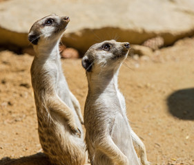 two surikats, Meerkat sit and look in the same direction