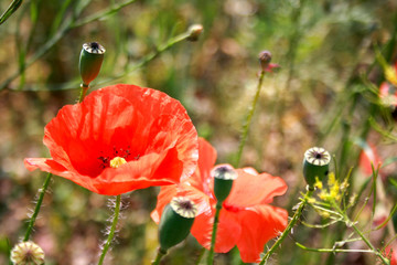 Red poppy flowers on the field
