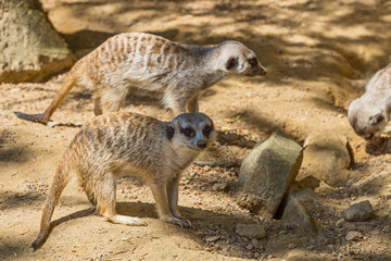 surikata on the sand in the desert