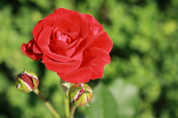 Kwiat czerwonej róży na zielonym tle