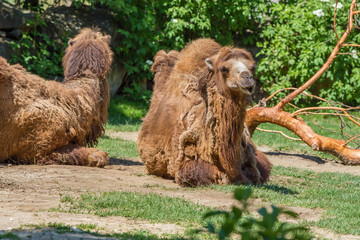 the camel lies on the green grass