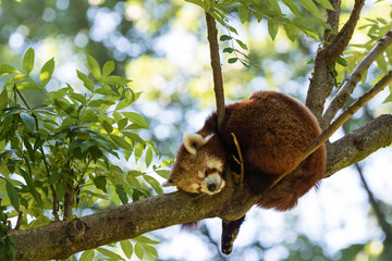 red panda, Ailurus fulgens sleeping on a tree trunk