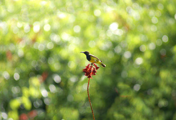 little yellow bird in the nature