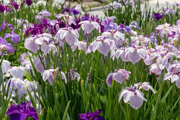Obraz na płótnie Canvas Irises in Horikiri iris garden / Horikiri iris garden is a garden free of admission fee located in Katsushika Ward, Tokyo, Japan