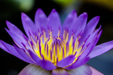 Fototapeta premium Close up of beautiful purple lotus or water lily blooming on dark background in the garden with shallow depth of field and selective focus.