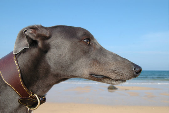 Side on image of blue greyhound head on beach