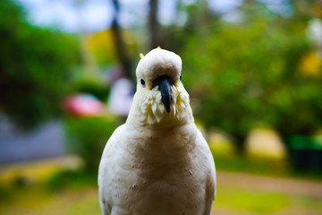 White yellow parrot cockatoo bird enjoying warm sunny weather and eating
