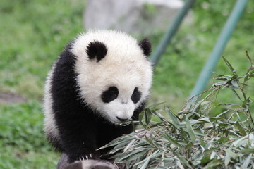 Obraz na płótnie Canvas Close up Cute Little Baby Panda Exploring the Playground, China