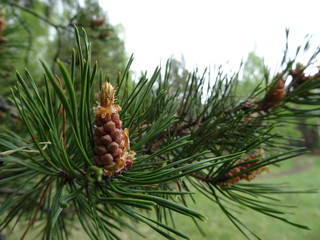 Fototapeta premium Pinus sylvestris, male inflorescence