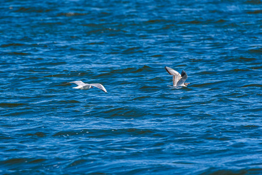 Gulls land on the water surface