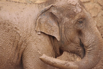 Fototapeta premium Elefant