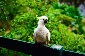 White yellow parrot cockatoo bird enjoying warm sunny weather and eating