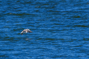 Fototapeta premium Gulls land on the water surface