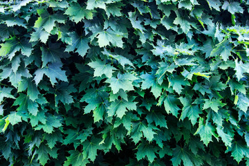 Pattern with maple leaves. Lush outdoor plants.