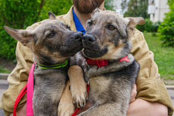 Two big puppies in the hands