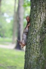 a close-up photo of a squirrel sittin on a tree and gnowing the bark in the park. Outdoor nature background.