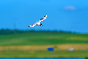 beautifully flying seagull