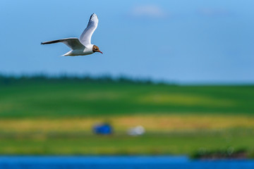 beautifully flying seagull