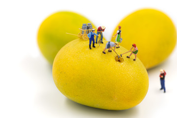 The miniature figurine of workers are digging the ripen mango skin.