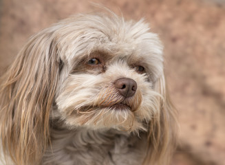 Porträt eines russischen Bolonka mit brauner Nase