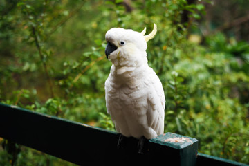 White yellow parrot cockatoo bird enjoying warm sunny weather and eating