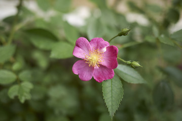 Pink roses closeup