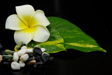 Obraz na płótnie Canvas A beautiful flower with leaves and tiny stones on dark black background. Concept of spa,relaxation,rest,pampered,zen.