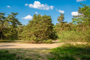 Typical Dutch landscape of 't Lutterzand, a forest area near the German border and a geological monument. It is characterised by the river The Dinkel that passes through and visited by many tourists.