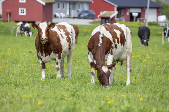 On the farm in Northern Norway
