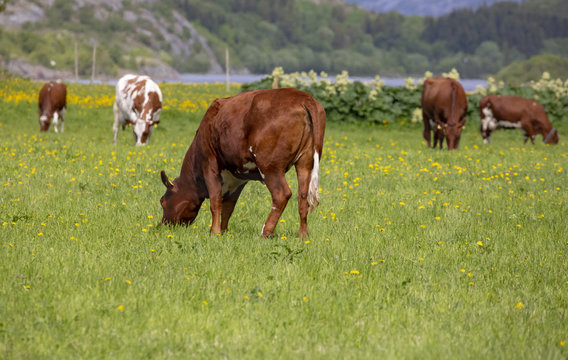 On the farm Northern Norway