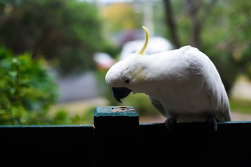 White yellow parrot cockatoo bird enjoying warm sunny weather and eating