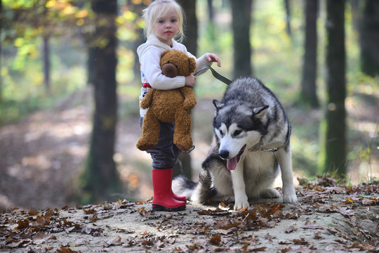 Activity and active rest. Child play with husky and teddy bear on fresh air outdoor. Little girl with dog in autumn forest. Red riding hood with wolf in fairy tale woods. Childhood, game and fun