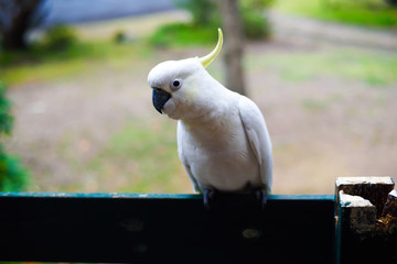 White yellow parrot cockatoo bird enjoying warm sunny weather and eating