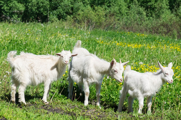 Obraz premium Goat on the grass