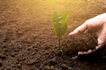 closeup hand of person holding abundance soil for agriculture or planting peach.