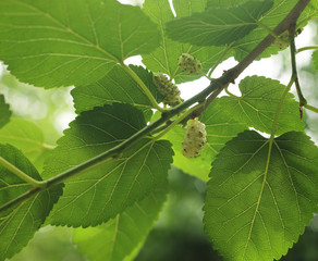 Branch with ripe and unripe fruits of white mulberry