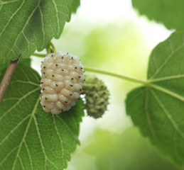 White mulberries, shallow depth of field