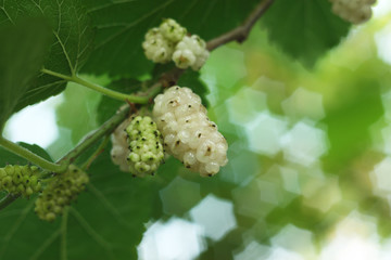 White mulberries, shallow depth of field