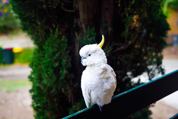 White yellow parrot cockatoo bird enjoying warm sunny weather and eating