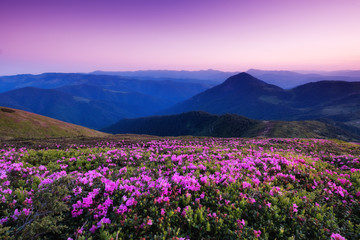 Mountains during flowers blossom and sunrise. Beautiful natural landscape at the summer time