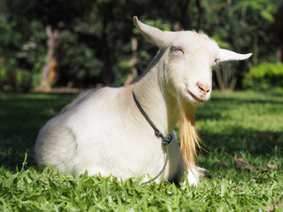 Fototapeta premium Smiling Hornless Goat