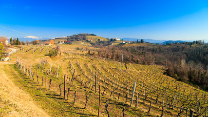 Winter morning in the vineyards of Collio, Italy