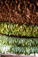 Drying tobacco leaves