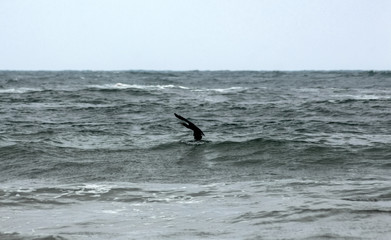 Fototapeta premium Cormorant (Phalacrocorax carbo) above the stormy sea waves.over the Black Sea waves. Sinemorets, Bulgaria