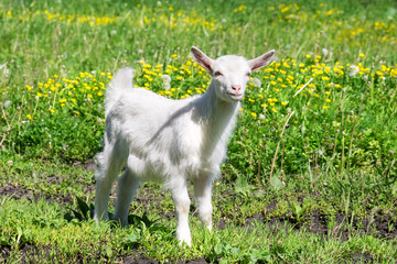 Goat on the grass
