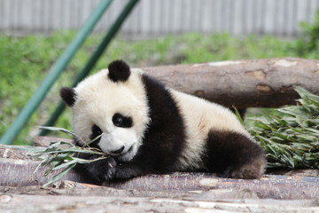 Little Baby Panda Cub is having Fun on the Playground, China