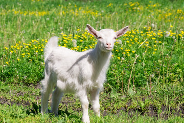 Obraz premium Goat on the grass