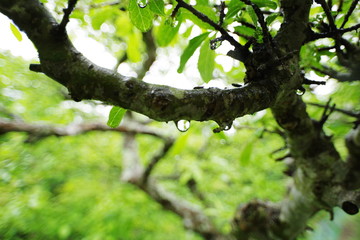 雨の植物園