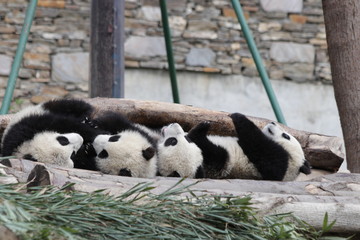 4 Little Pandas on the Playground,  Wolong Giant Panda Nature Reserve, China