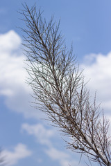 Fototapeta na wymiar tree or feather